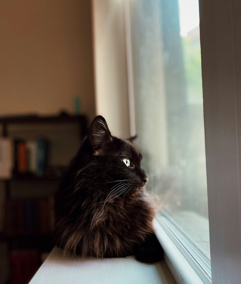 The Dos and Don'ts Of Pet Ownership In Apartments