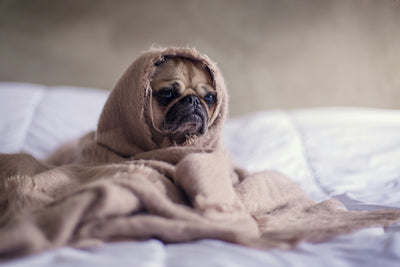Is Your Dog Stiff In Winter? Signs To Watch Out For