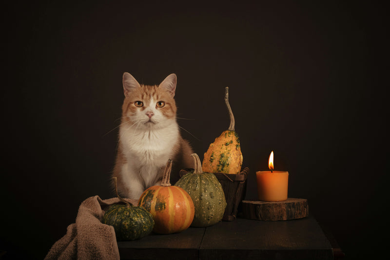 How to have a pet-safe Halloween