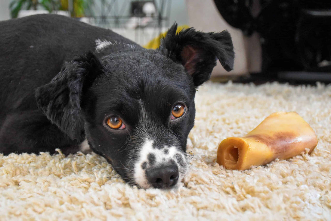 Are Bones Okay For Dogs?