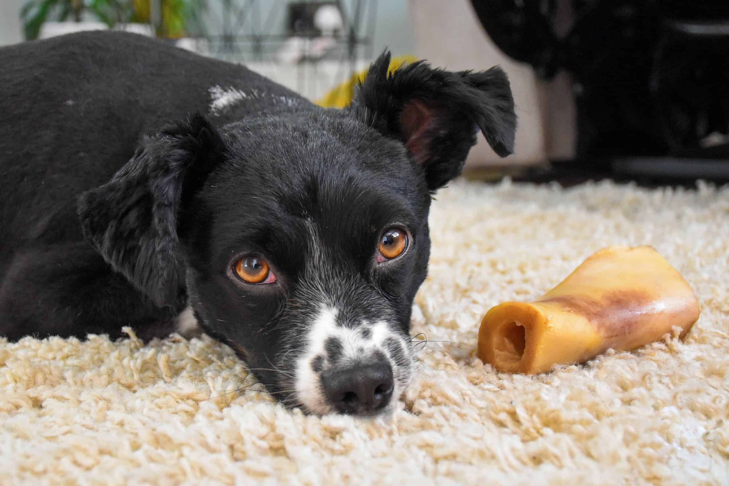 Are Bones Okay For Dogs?