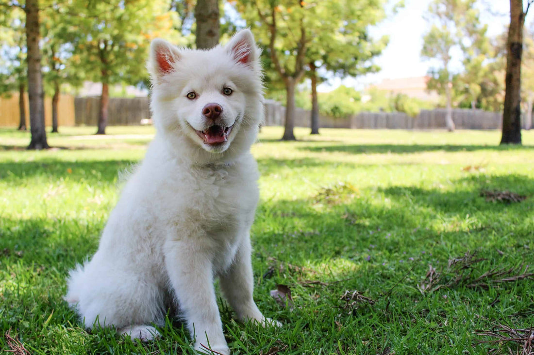 How to pet proof your backyard