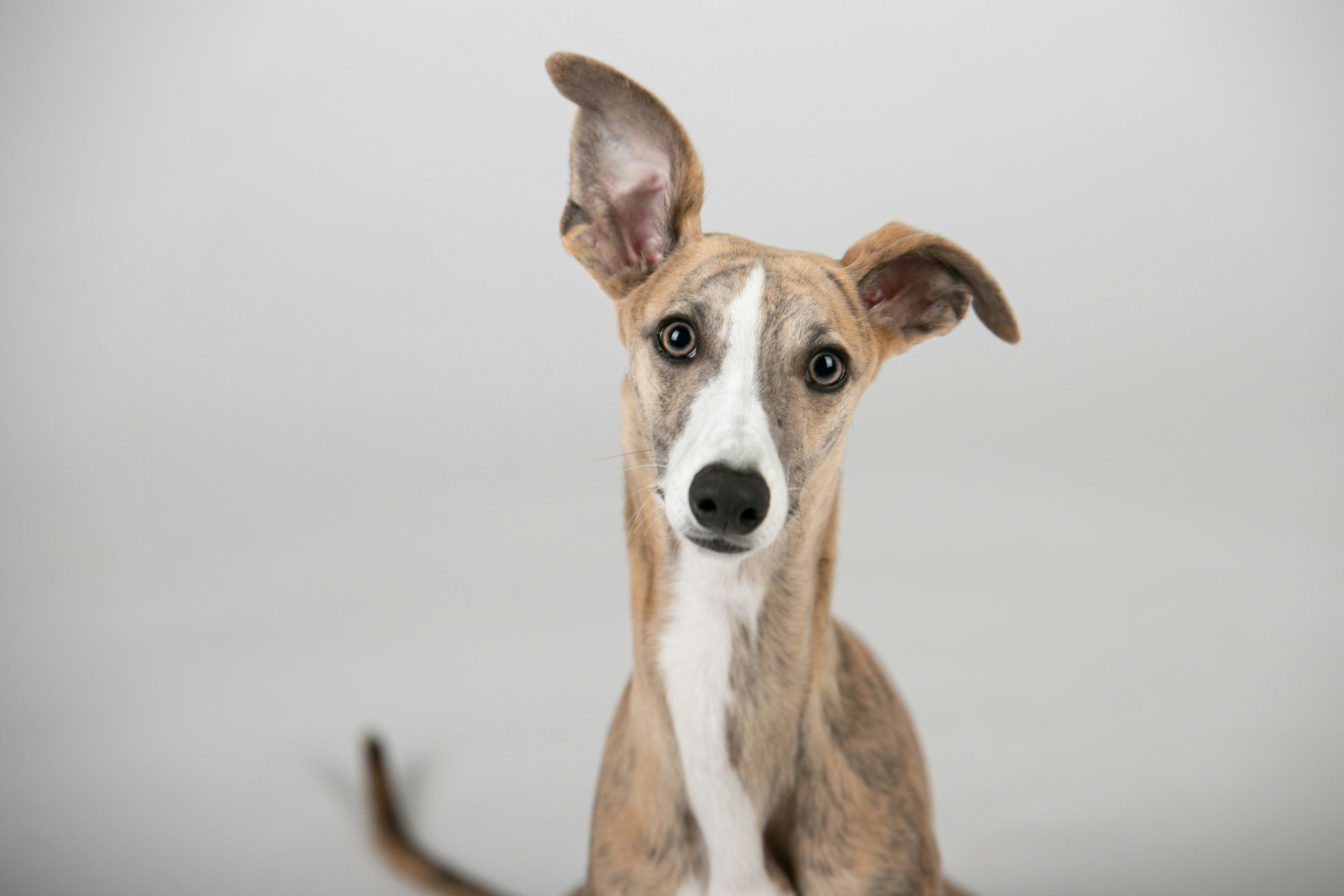Dog Breeds That Are Great For Families