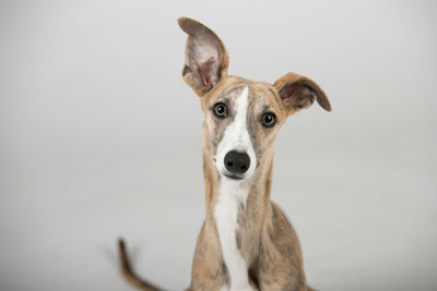 Dog Breeds That Are Great For Families