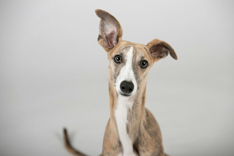 Dog Breeds That Are Great For Families