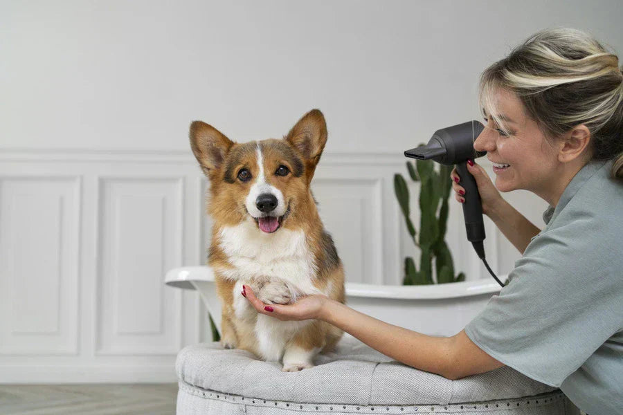 The Importance of Regular Grooming for Cats and Dogs