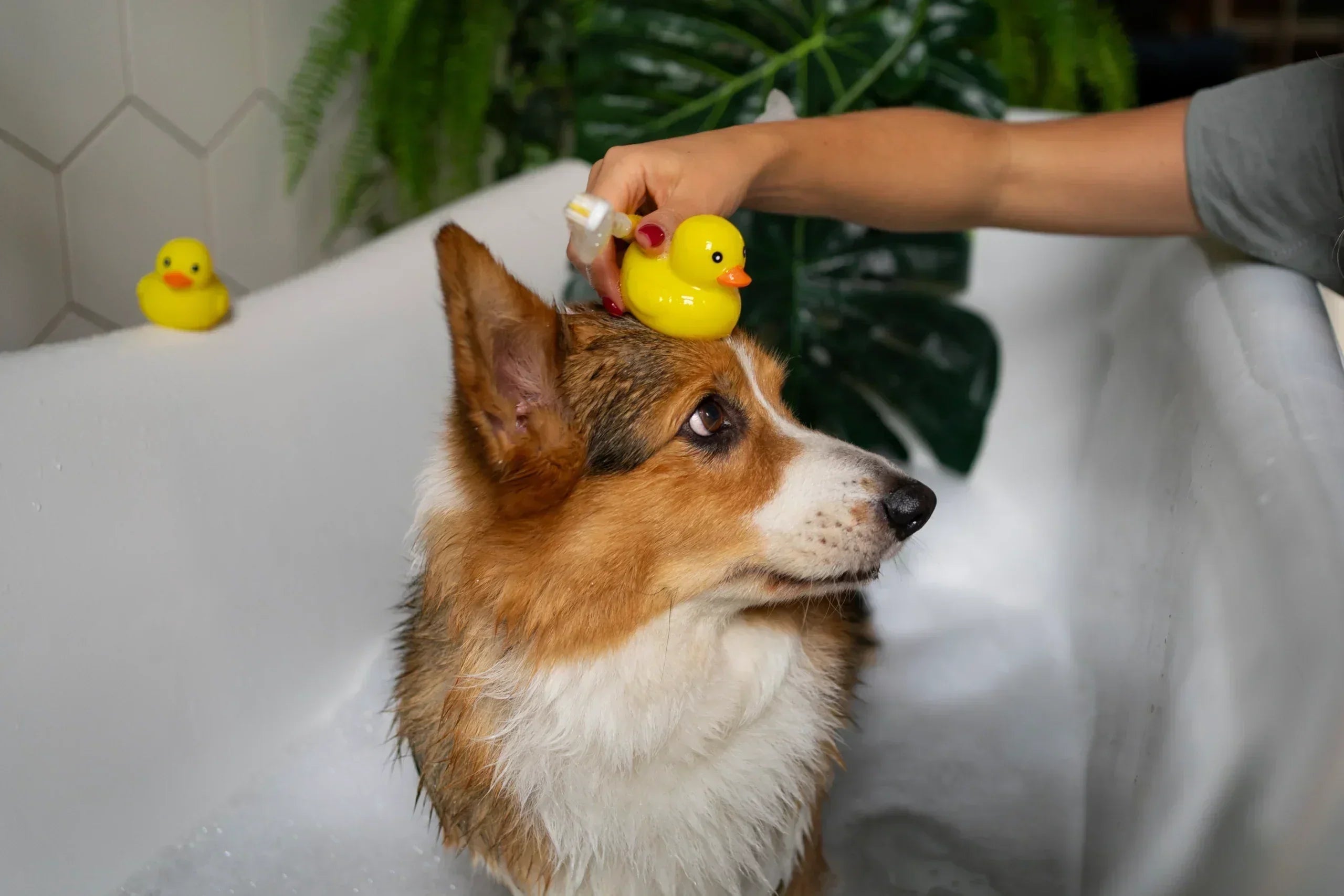 The Importance of Grooming for Pets: Essential Tools to Help