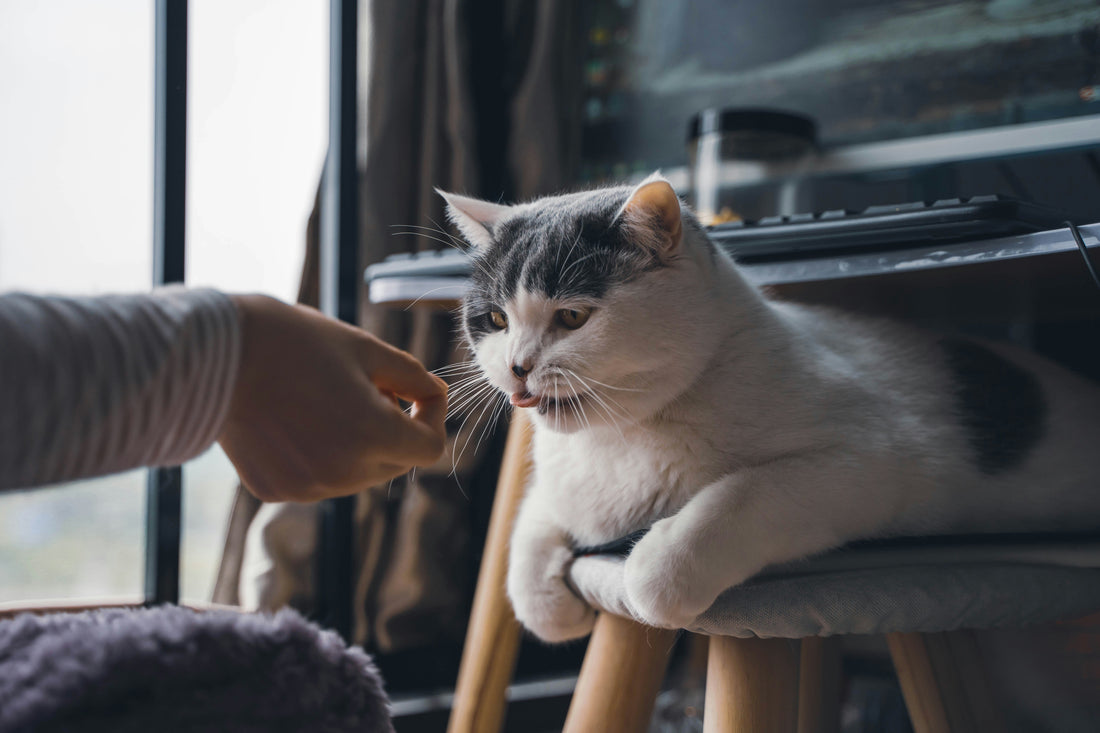 Why Do Pets Act Differently Towards Different People?