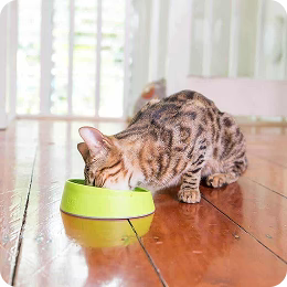 Bowls