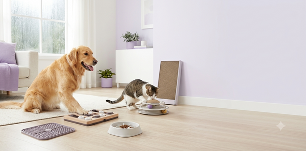 Indoor Pet Enrichment