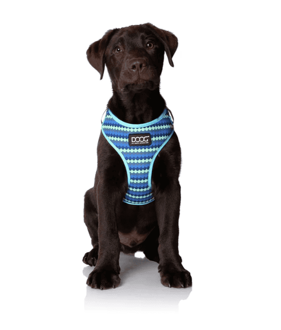 Doog Neoflex Dog Harness - Pluto