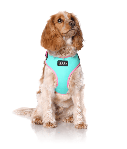 Doog Neoflex Dog Harness - Rin Tin Tin (Neon)