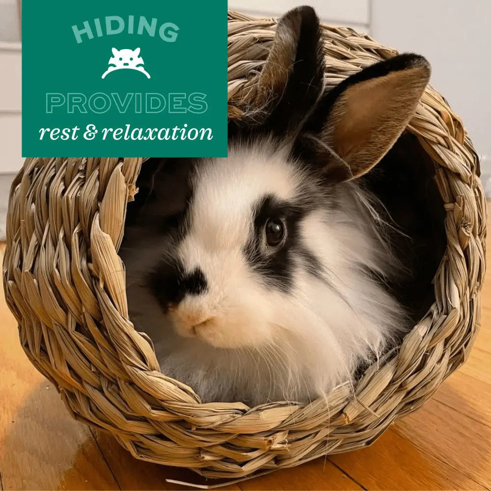 Oxbow Timothy Club Hideout