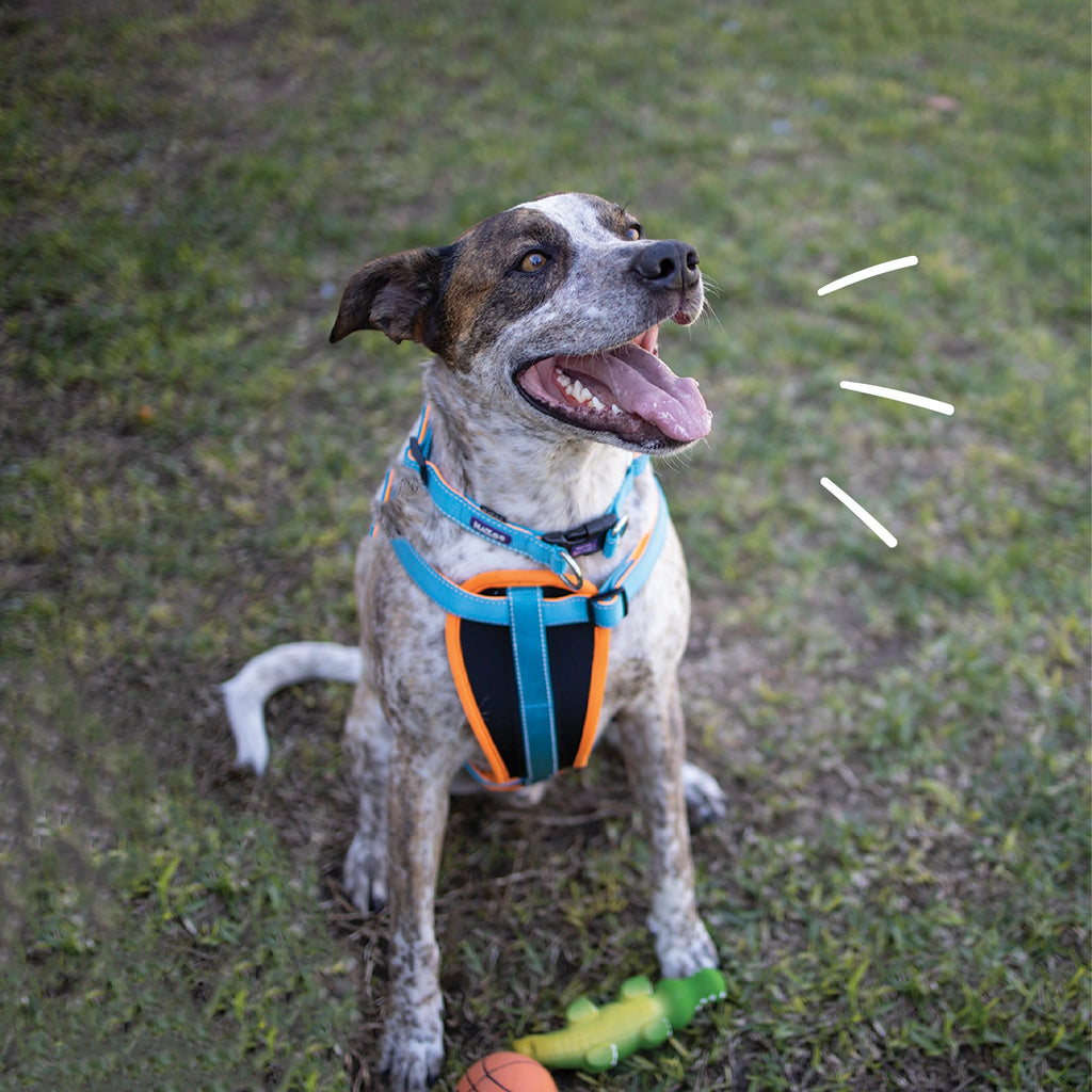 Kazoo Easy-Clip Collar - Active