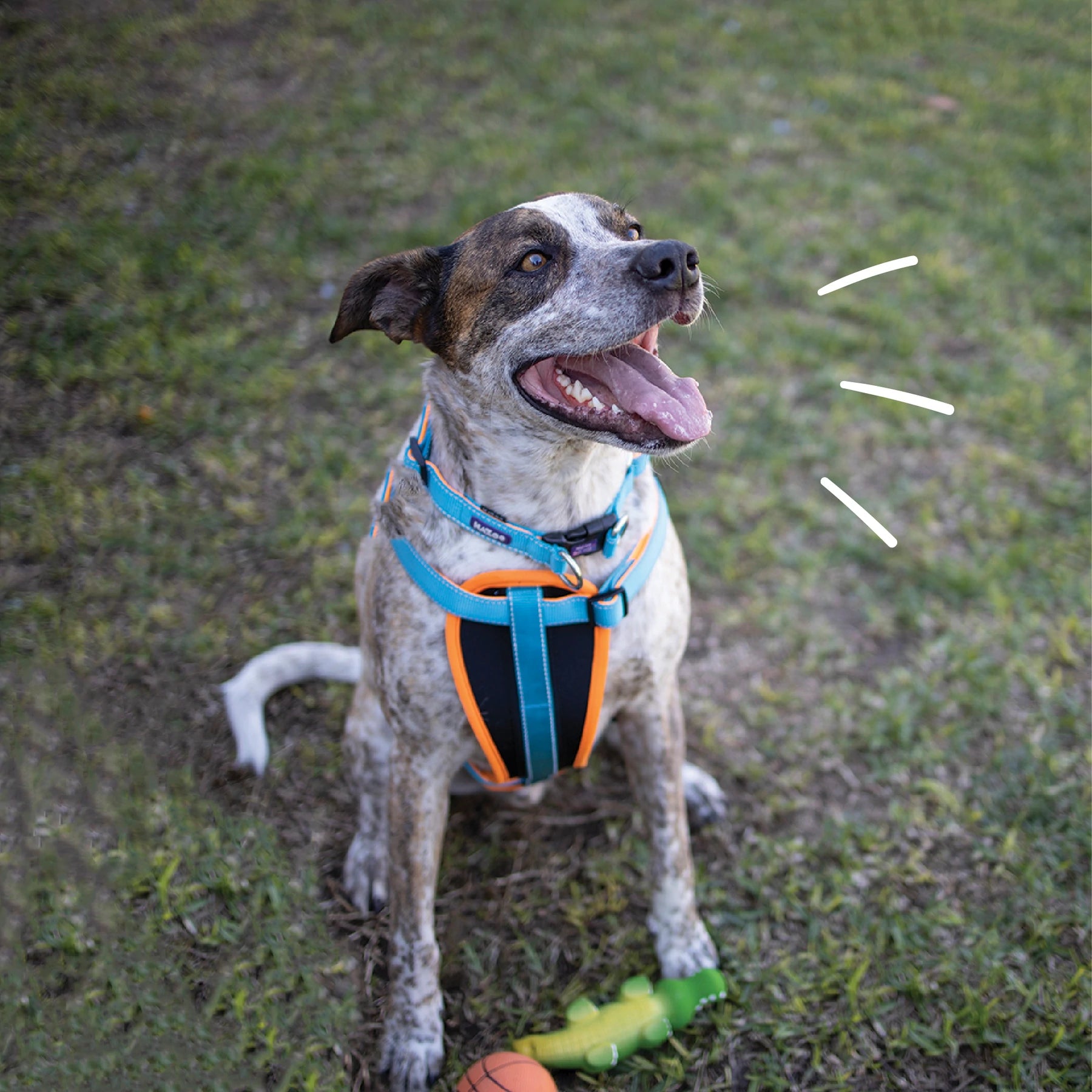 Kazoo Easy-Clip Collar - Active
