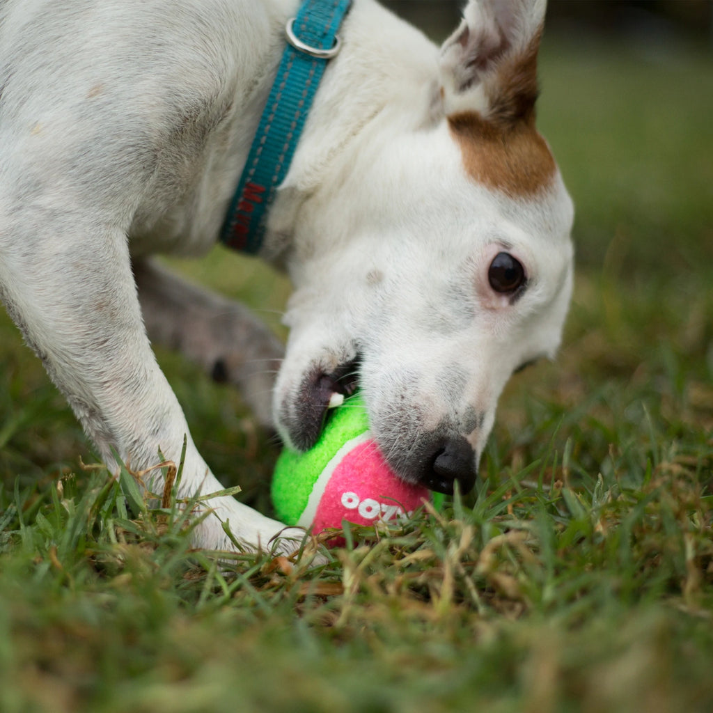 Kazoo Puncture Proof Sponge Tennis Ball