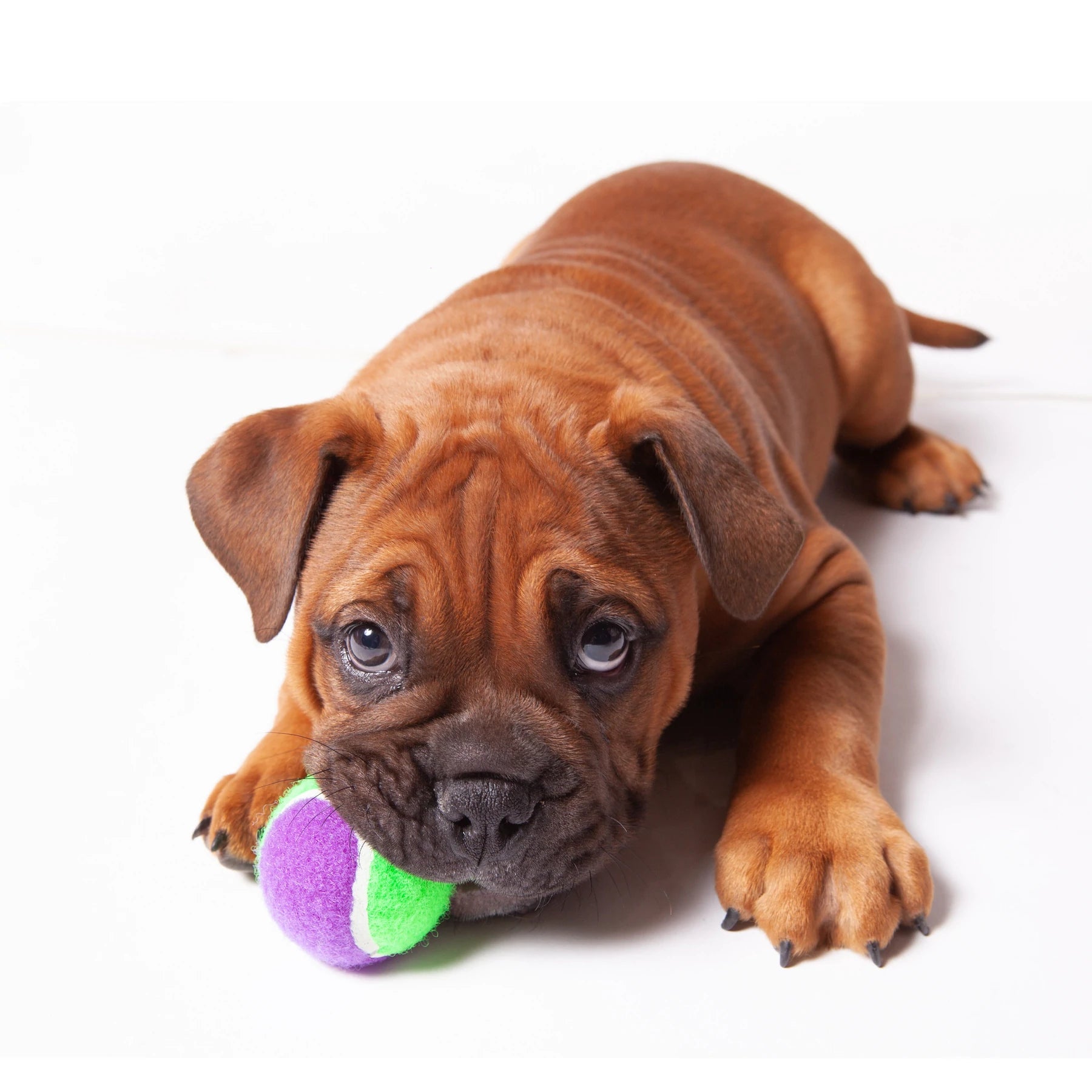 Kazoo Puncture Proof Sponge Tennis Ball