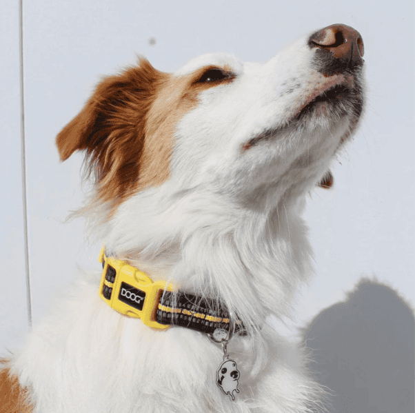 Doog Neoprene Dog Collar - Bolt (Neon)