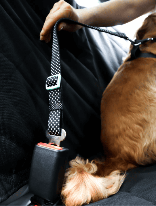 Doog Car Restraint
