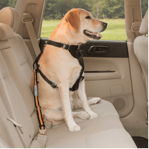 Kurgo Direct to Seatbelt Tether - Blue