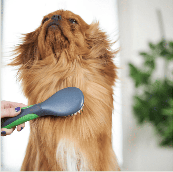 Kazoo Puppy Brush Soft