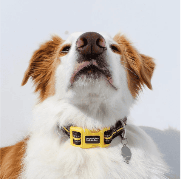 Doog Neoprene Dog Collar - Bolt (Neon)