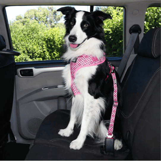 Doog Car Restraint