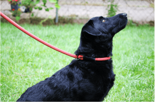 Kong Slip Leash Red