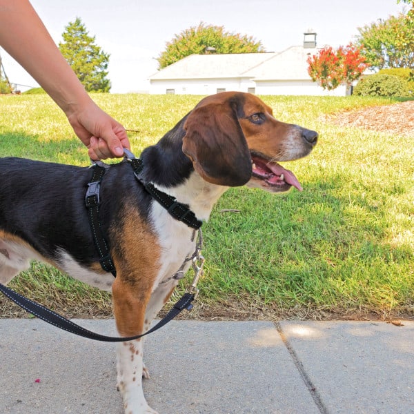 PetSafe 3 in 1 Harness & Car Restraint Black