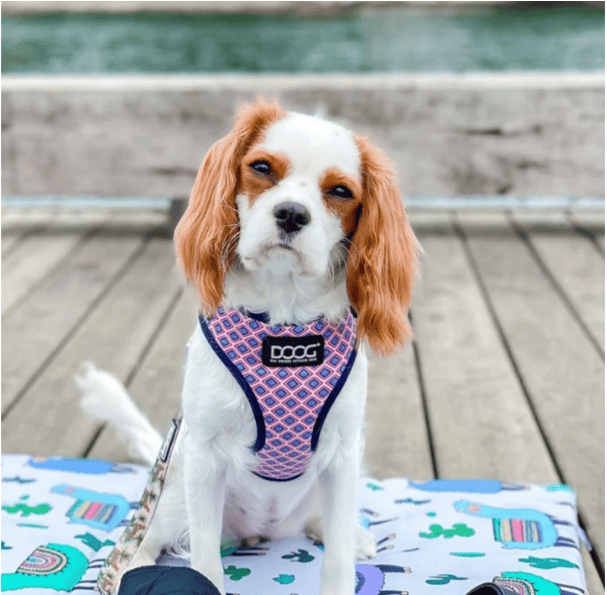 Doog Neoflex Dog Harness - Gromit