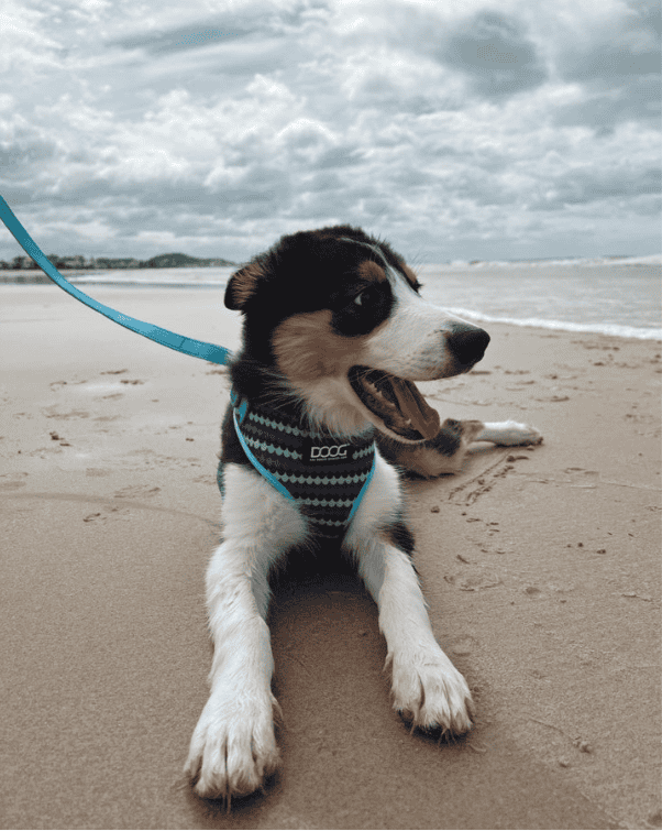Doog Neoflex Dog Harness - Pluto
