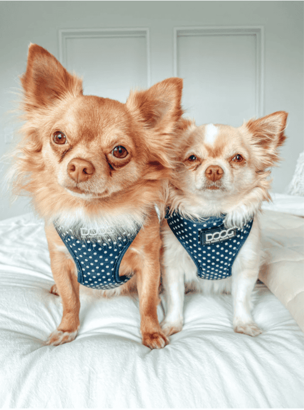 Doog Neoflex Dog Harness - Stella