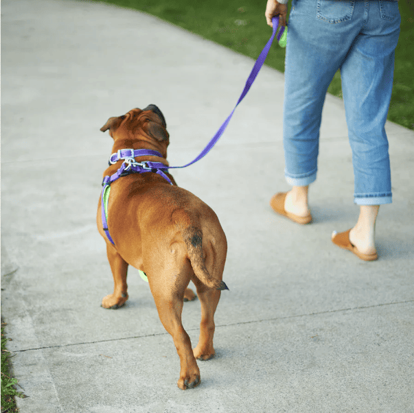 Kazoo Active Nylon Collar Large-Purple & Lime
