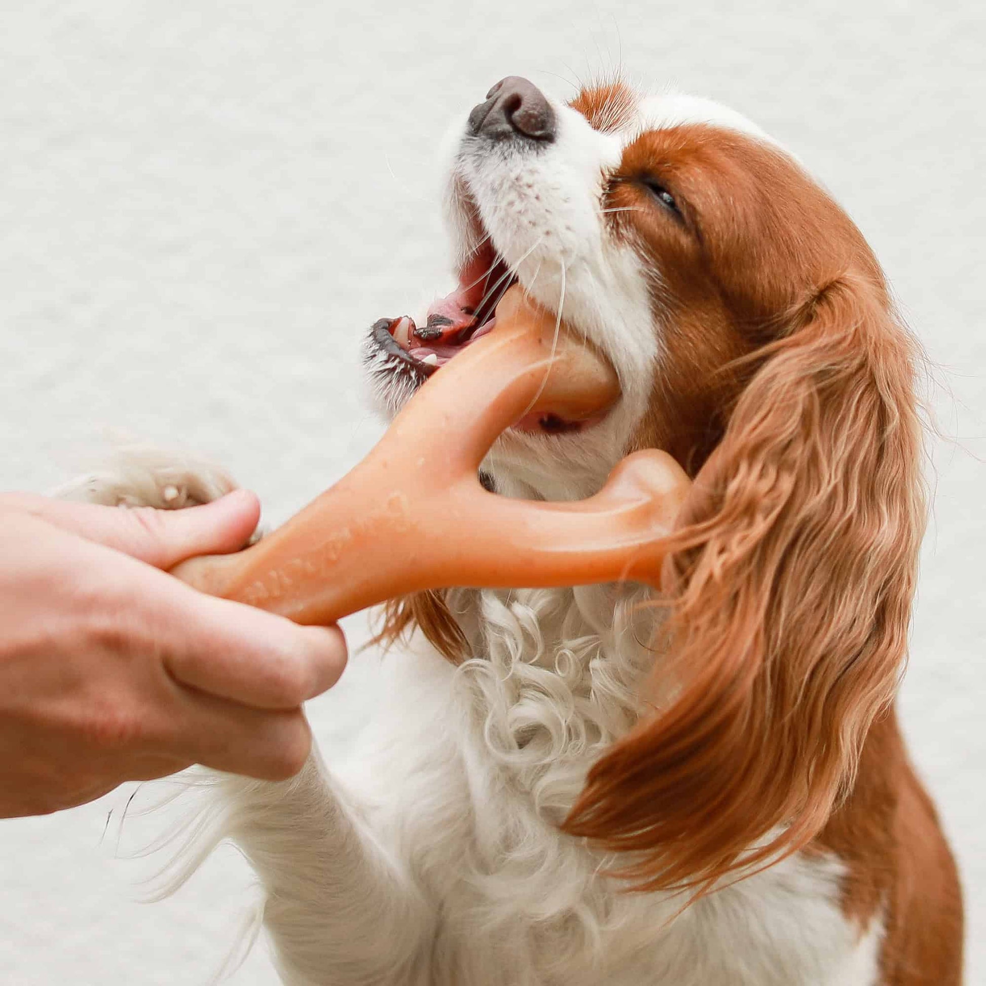 Benebone Chicken Wishbone Dog Chew Toy
