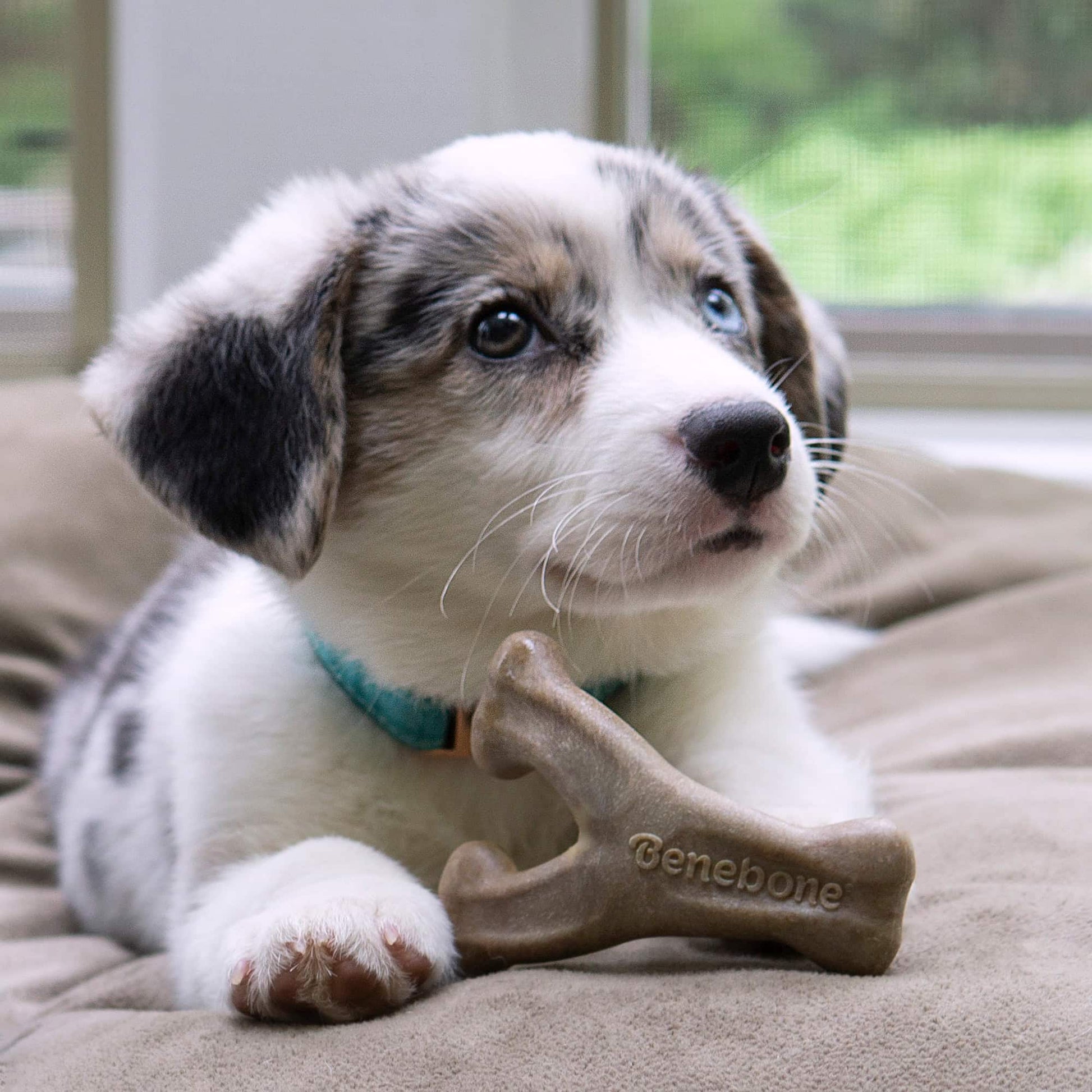 Benebone Puppy Wishbone Bacon Dog Chew Toy
