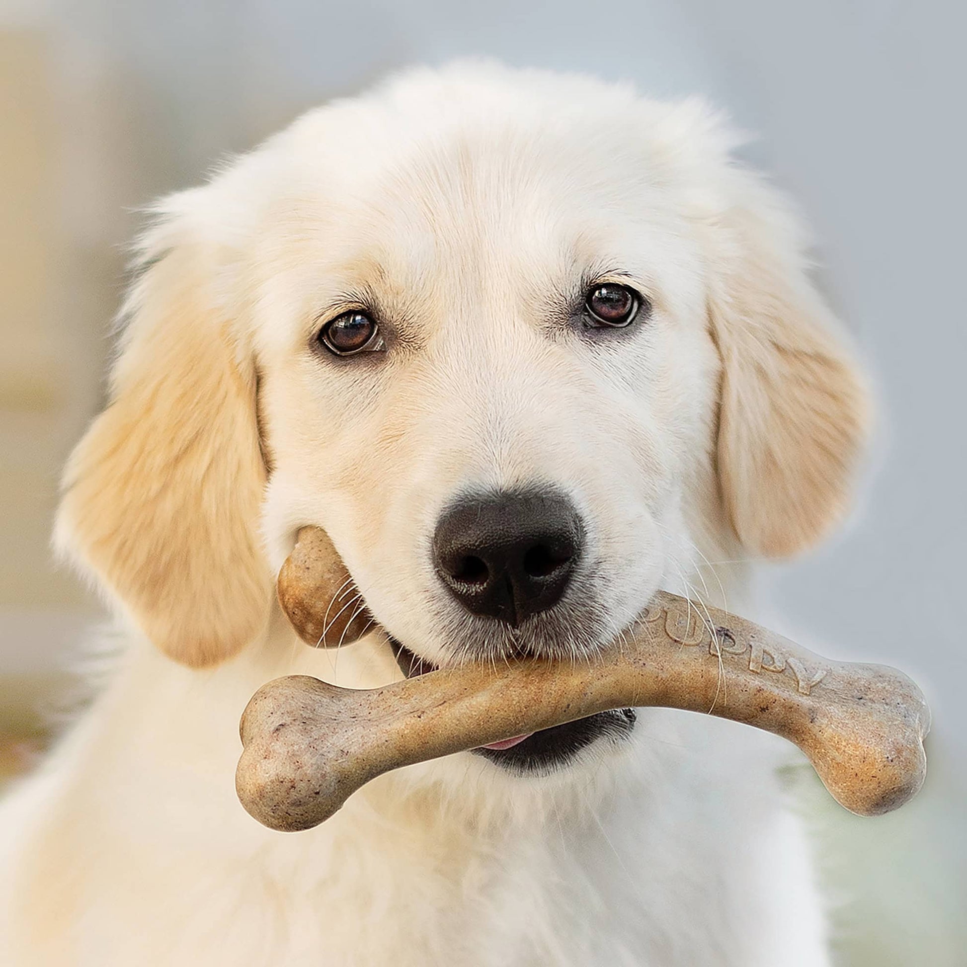 Benebone Puppy Wishbone Bacon Dog Chew Toy