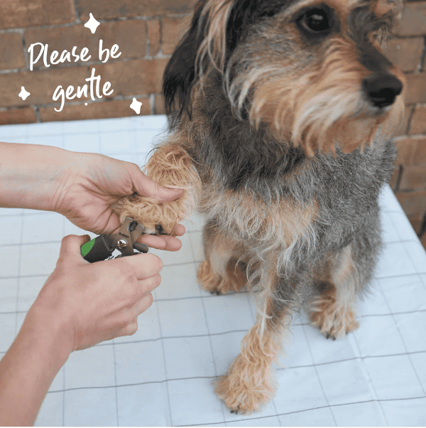 Kazoo Deluxe 0il Clipper - Small