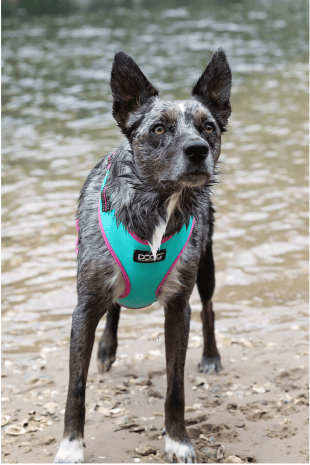 Doog Neoflex Dog Harness - Rin Tin Tin (Neon)