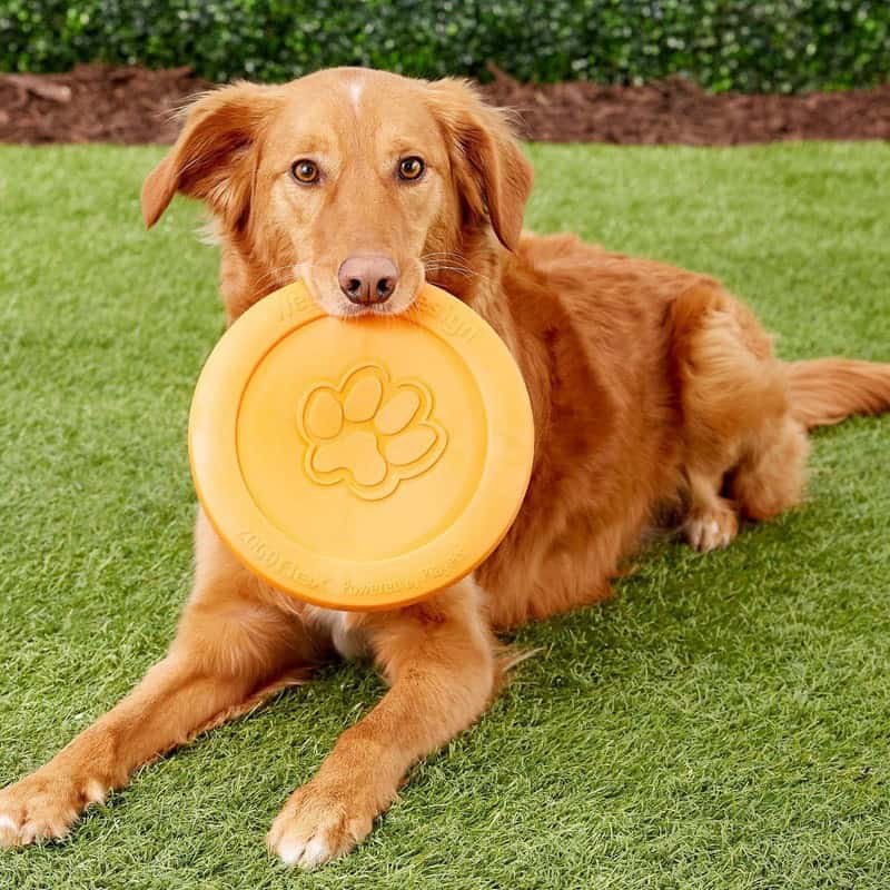 West Paw Zisc Flying Fetch Toy