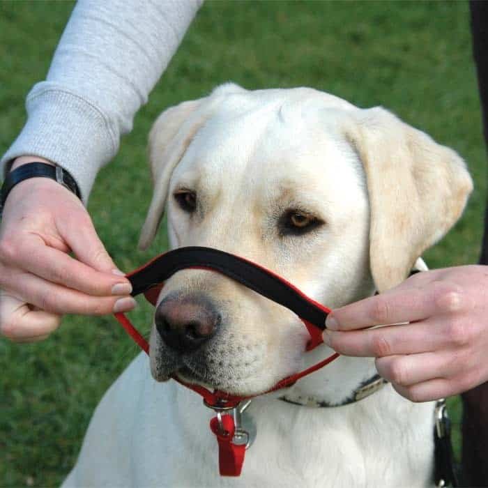 Halti Headcollar Black