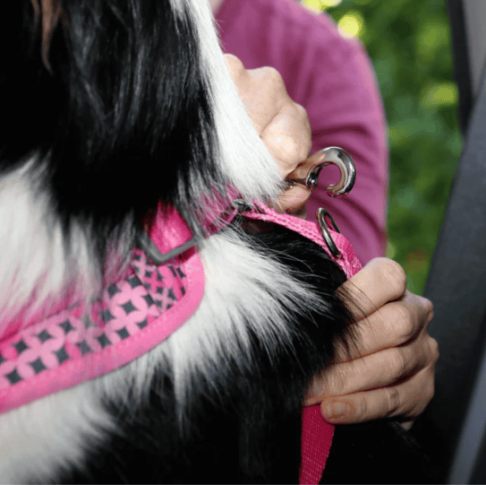 Doog Car Restraint