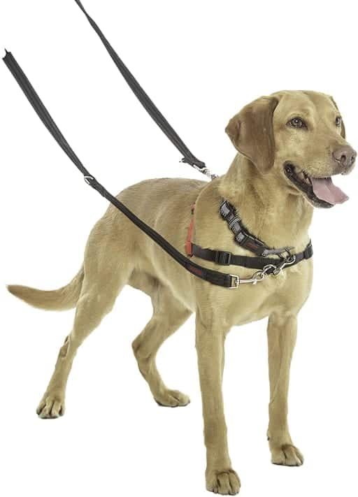 Halti Training Lead