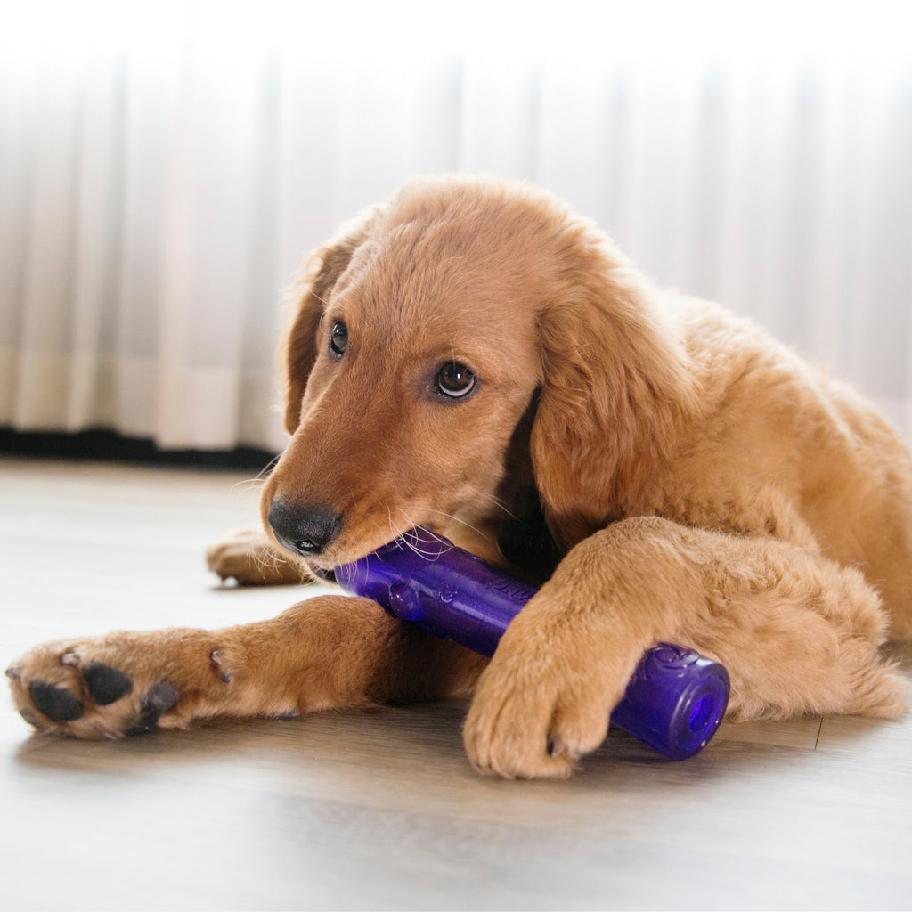 Kong Squeezz Crackle Stick Dog Toys - Assorted Colors