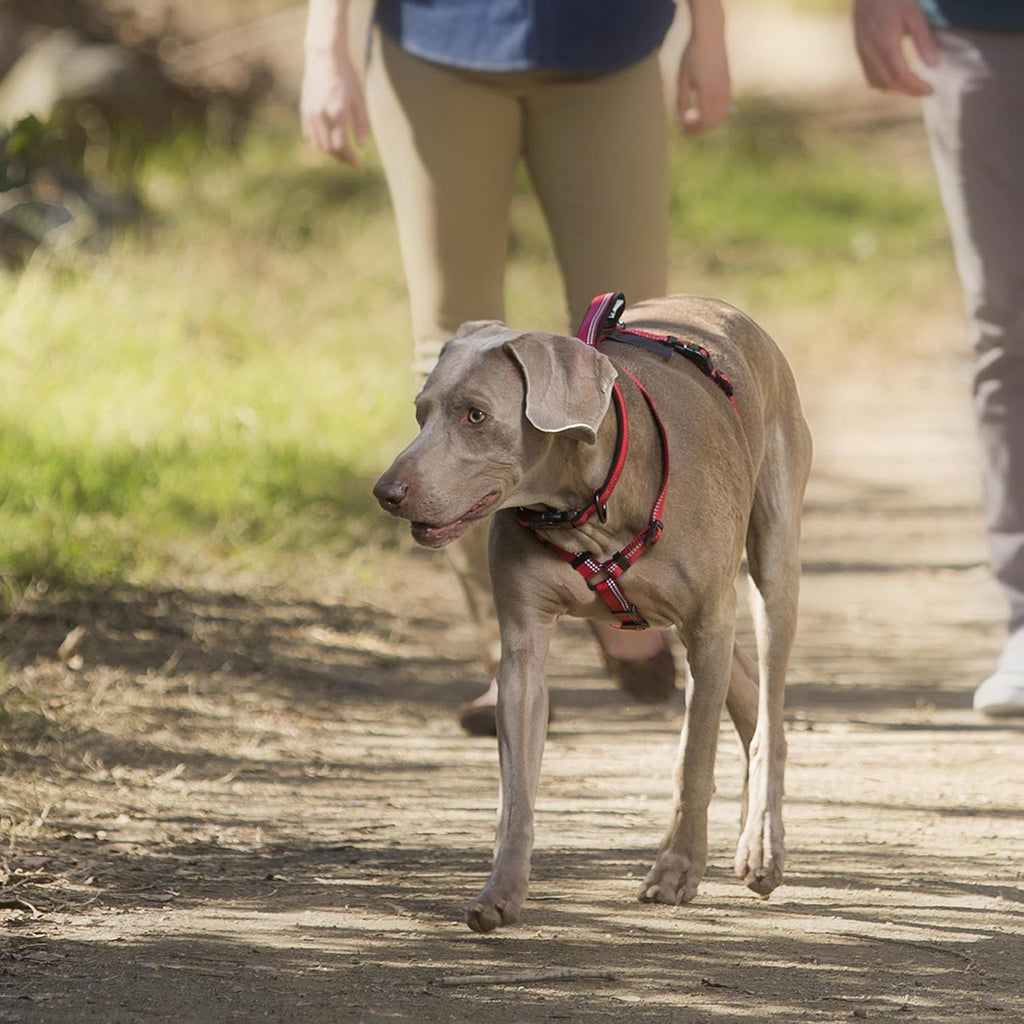 Halti Walking Harness for Dogs