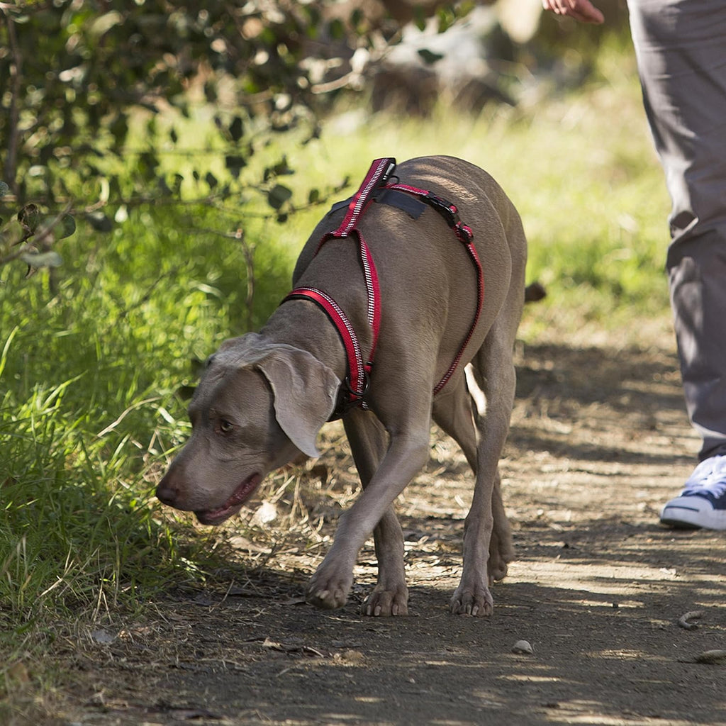 Halti Walking Harness for Dogs