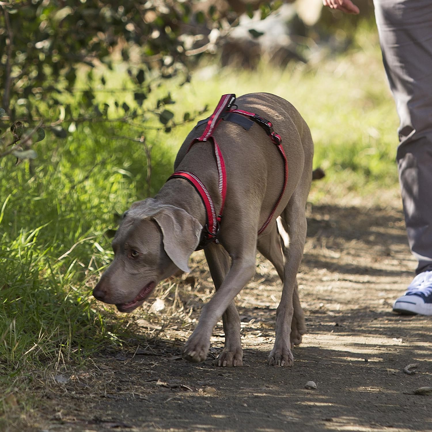 Halti Walking Harness for Dogs