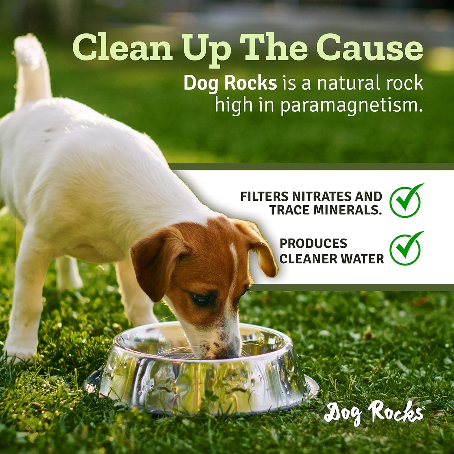 Dog Rocks
