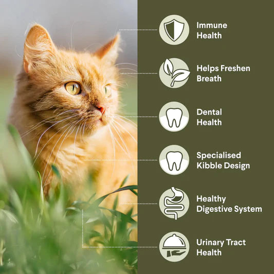 Advance Triple Action Dental Care Adult Cat Chicken with Rice 2kg