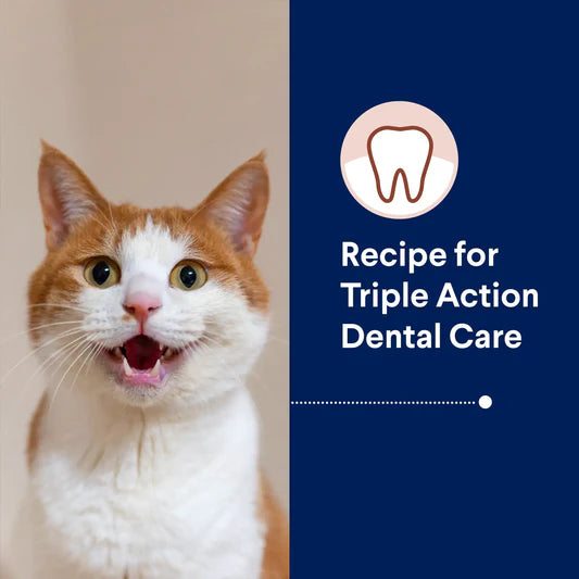 Advance Triple Action Dental Care Adult Cat Chicken with Rice 2kg