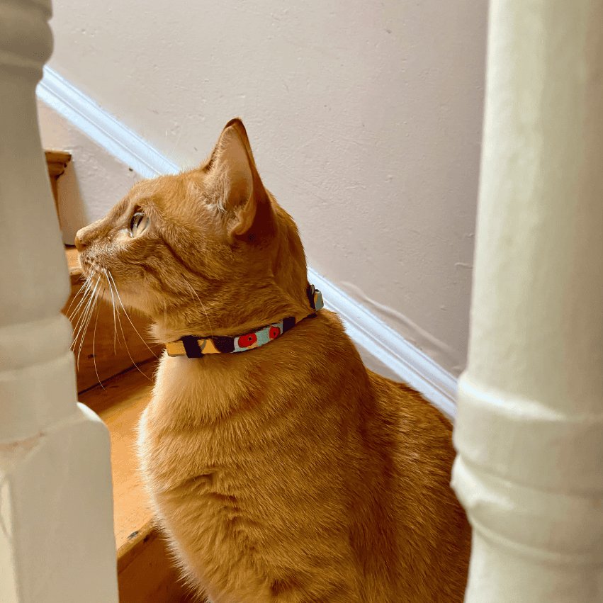 Anipal Gigi The Gouldian Finch Cat Collar